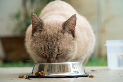Best Cat Food for Weight Management in 2026