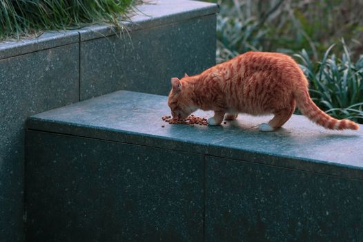 Best Wet Pate Cat Food in 2026