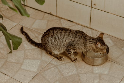 Best Stainless Steel Cat Water Fountains in 2026
