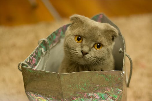 Best Gift Ideas for Cat Owners in 2026