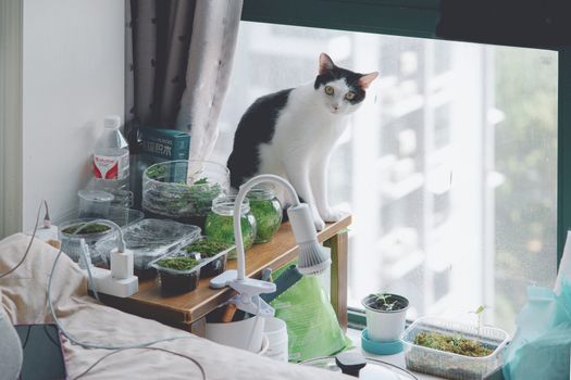 Best Indoor Cat Grass Kits in 2026