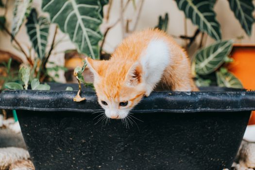 Best Cat Grass Planters in 2026