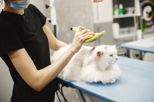 Best Cat Grooming Brushes for Mats in 2026