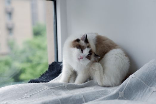 Best Flea Combs for Cats in 2026