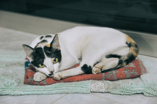 Best Non-Slip Grooming Mats for Cats in 2026
