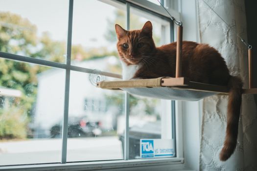 Best Window-Mount Cat Hammocks in 2026