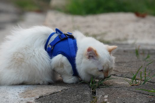 Best Escape Proof Cat Harnesses in 2026