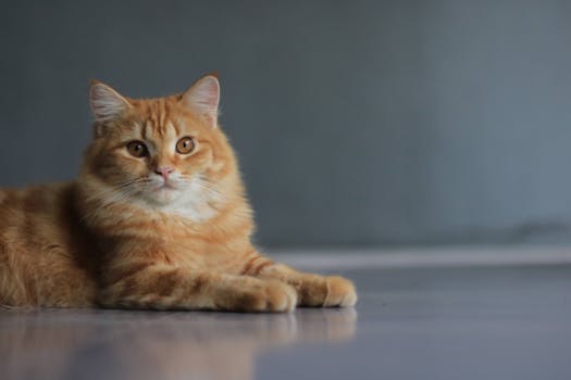 Best Cat Insurance Plans in 2026