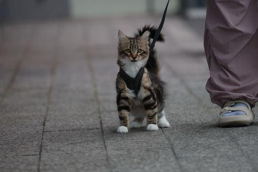 Best Walking Leash Harnesses for Cats in 2026