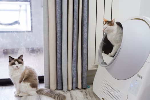 Best Automatic Self-Cleaning Cat Litter Boxes in 2026