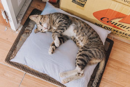 Best Automatic Litter Boxes for Cats in 2026
