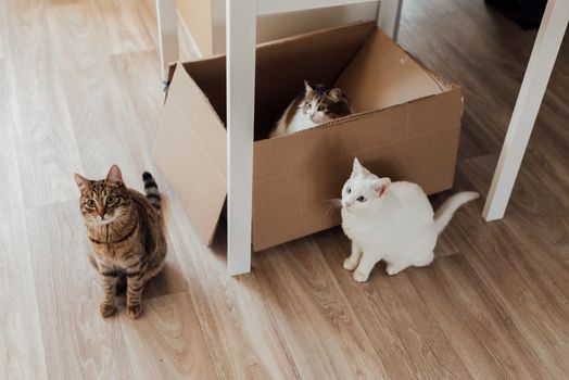 Best Privacy Hood Cat Litter Boxes in 2026