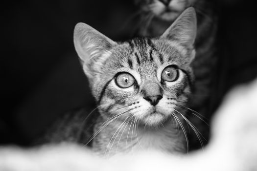 Best Dust-Free Crystal Cat Litter in 2026