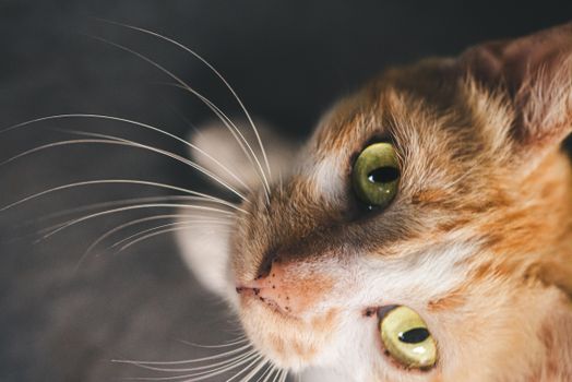 Best Natural Litter Deodorizers in 2026