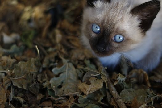 Best Dust-Free Clumping Cat Litter in 2026