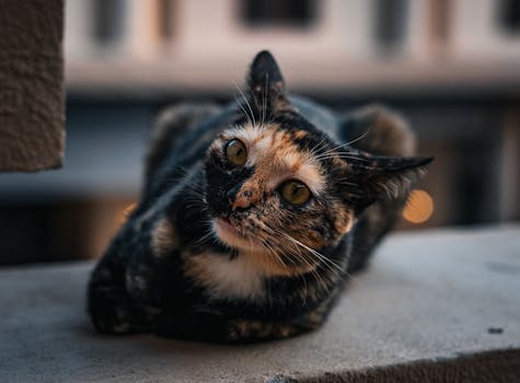 Best Dust Free Cat Litter in 2026
