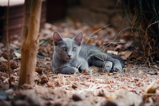 Best Lightweight Cat Litter in 2026