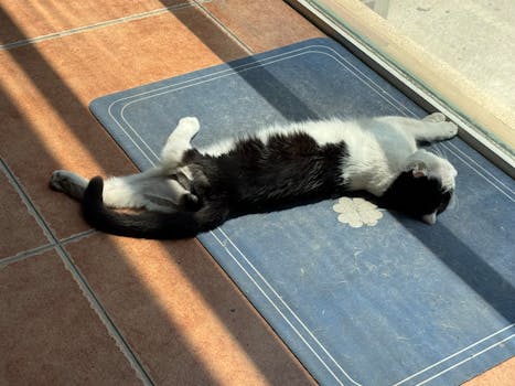 Best Cat Litter Mats in 2026