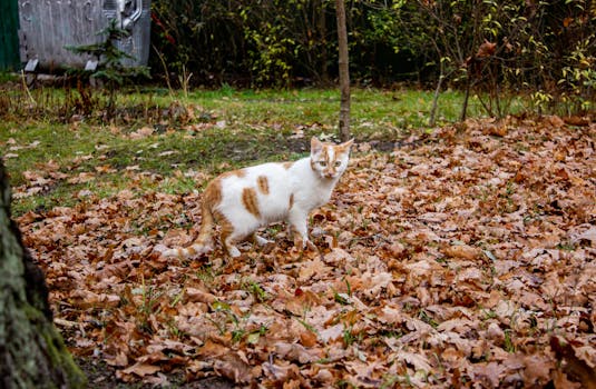 Best Natural Cat Litters in 2026