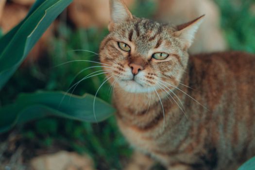 Best Natural Odor Control Cat Litter in 2026