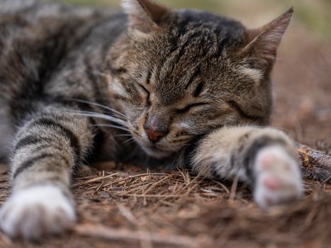 Best Pine Wood Pellet Cat Litter in 2026