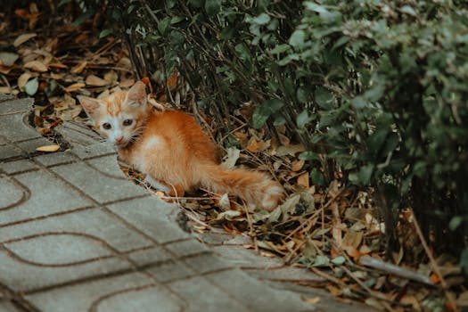 Best Cat Litter Subscription Services in 2026
