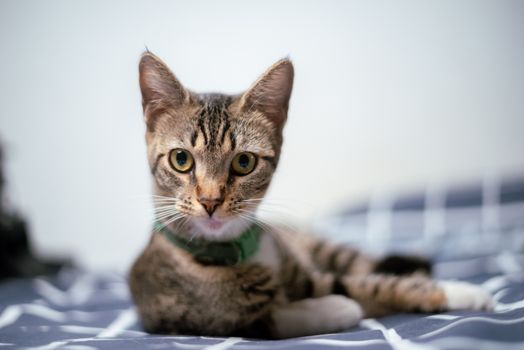 Best Microchip Scanners for Cats in 2026