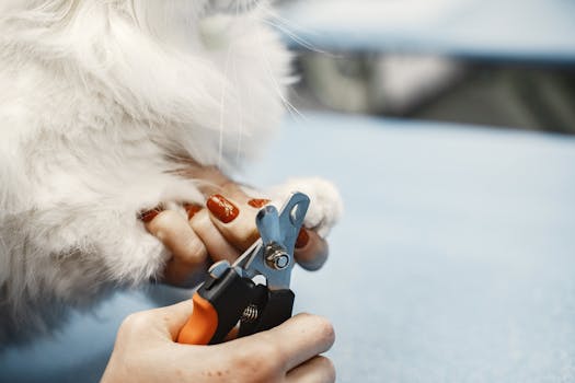 Best Easy-to-Use Cat Nail Clippers in 2026