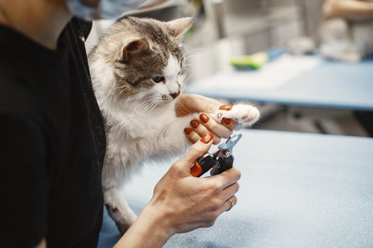 Best Cat Nail Clippers in 2026