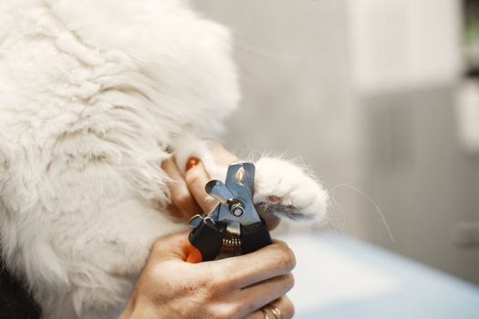 Best Professional Cat Nail Clippers in 2026