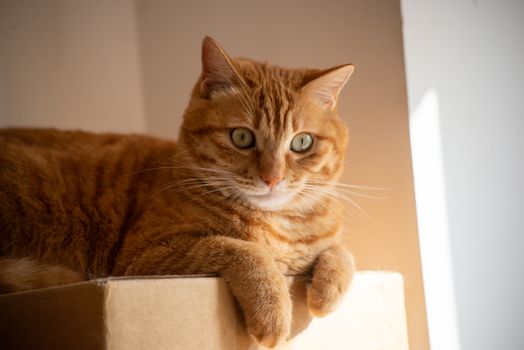 Best Litter Box Odor Eliminators in 2026