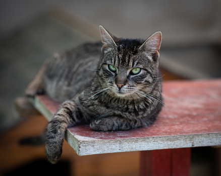 Best Outdoor Catios in 2026