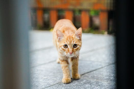 Best Outdoor Cat Runs in 2026