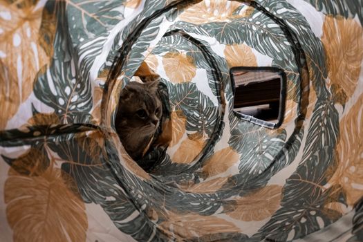 Best Play Tents and Tunnels for Cats in 2026