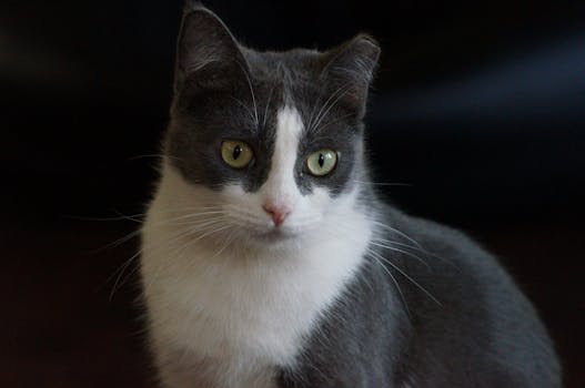 Best Custom Cat Portraits in 2026