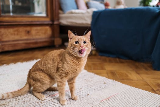 Best Probiotic Powders for Cats in 2026