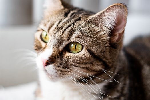 Best Probiotic Supplements for Cats in 2026