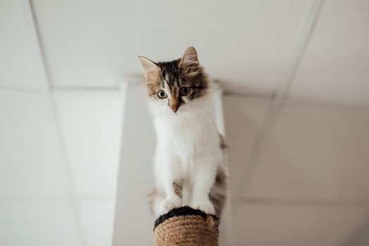 Best Multi-Level Scratching Posts for Cats in 2026