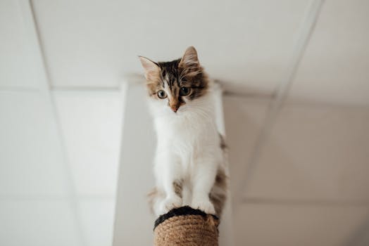 Best Tall Scratching Posts for Cats in 2026