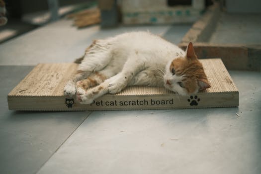 Best Cat Scratching Posts in 2026