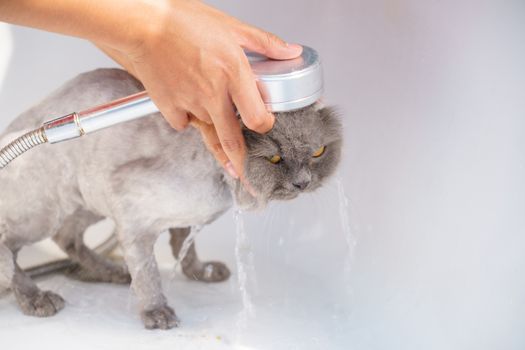 Best Gentle Tearless Cat Shampoos in 2026