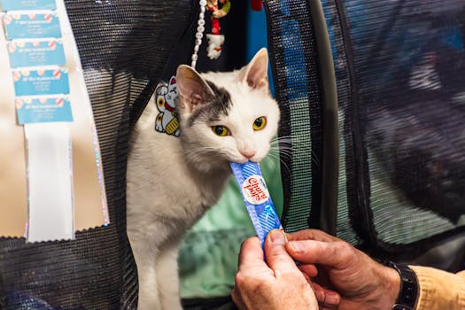 Best Cat Treats and Snacks in 2026
