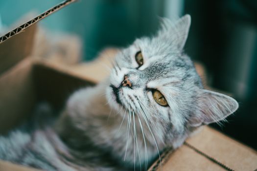 Best Monthly Cat Subscription Boxes in 2026