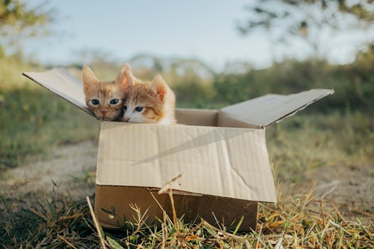Best Cat Subscription Boxes for Kittens in 2026