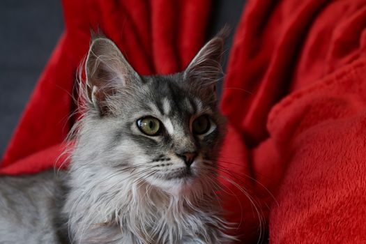 Best Coat Shine Supplements for Cats in 2026