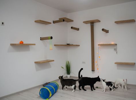 Best Climbing Trees for Cats in 2026