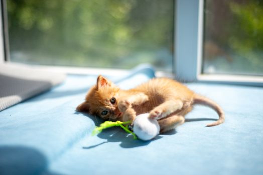 Best Crinkle Ball Cat Toys in 2026