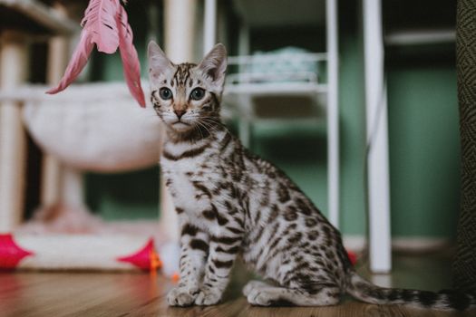 Best Crinkle and Rustling Cat Toys in 2026