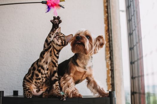 Best Interactive Feather Cat Toys in 2026