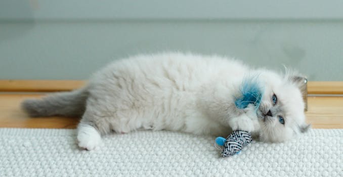 Best Feather Cat Toys for Interactive Play in 2026